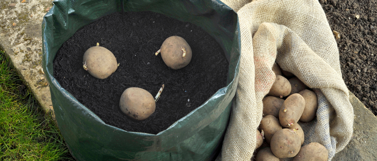 Searles Growing potatoes in containers